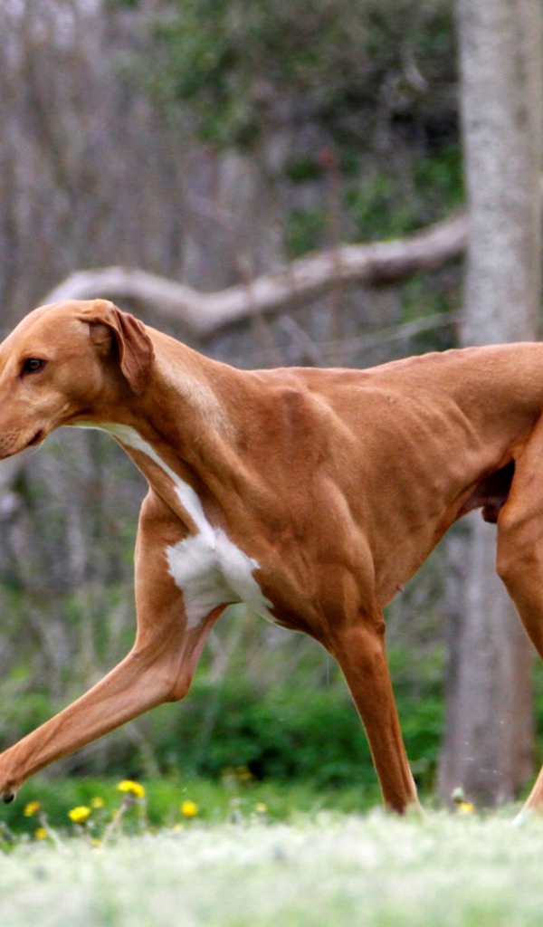 Коричневый худой азавак