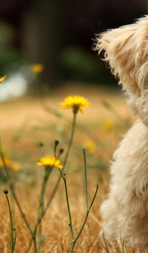 Коричневая болонка на природе
