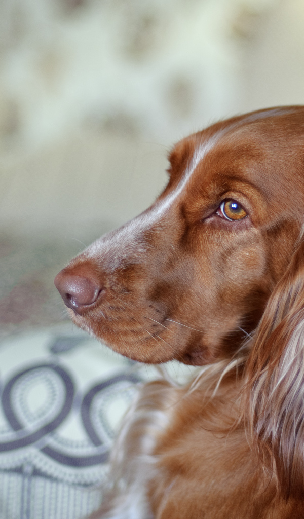 Коричневый спаниель смотрит вдаль