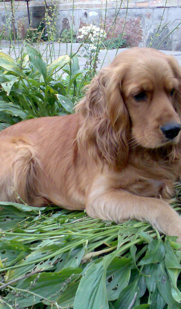 Коричневый спаниель на траве