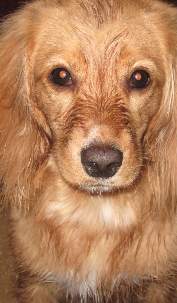 Горящие глаза спаниеля