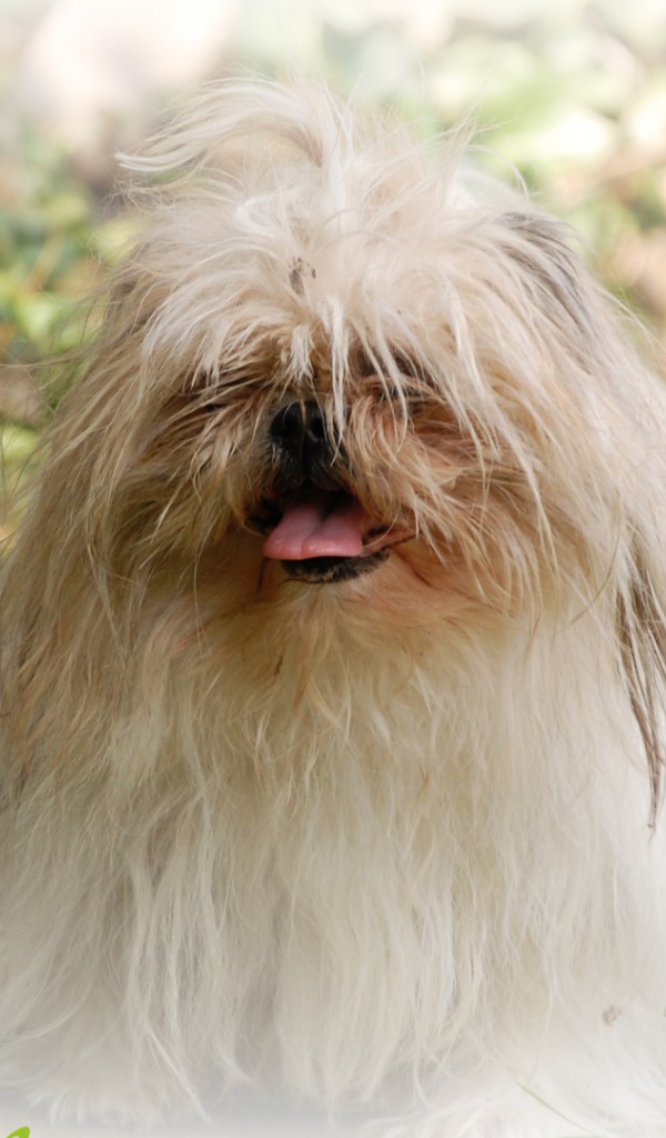 Открытка с псом шитцу