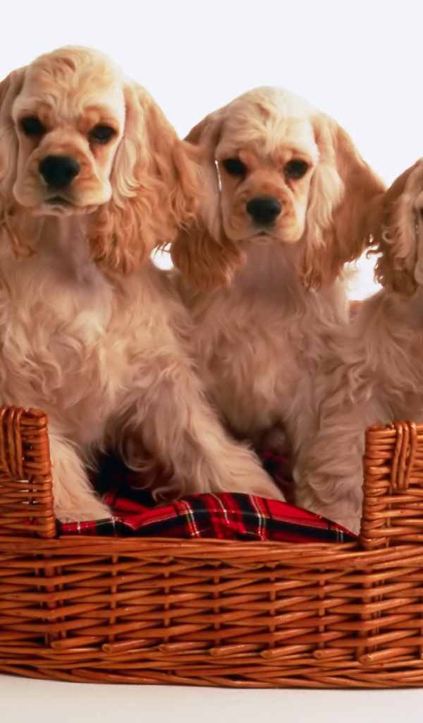 Корзина щенков спаниеля