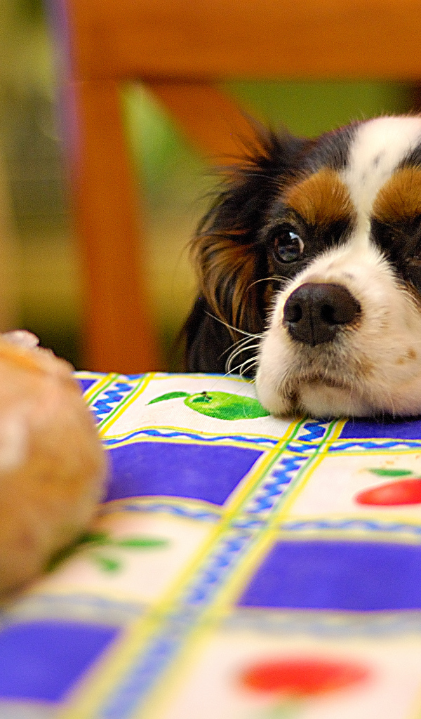 Кавалер кинг чарльз спаниель у стола