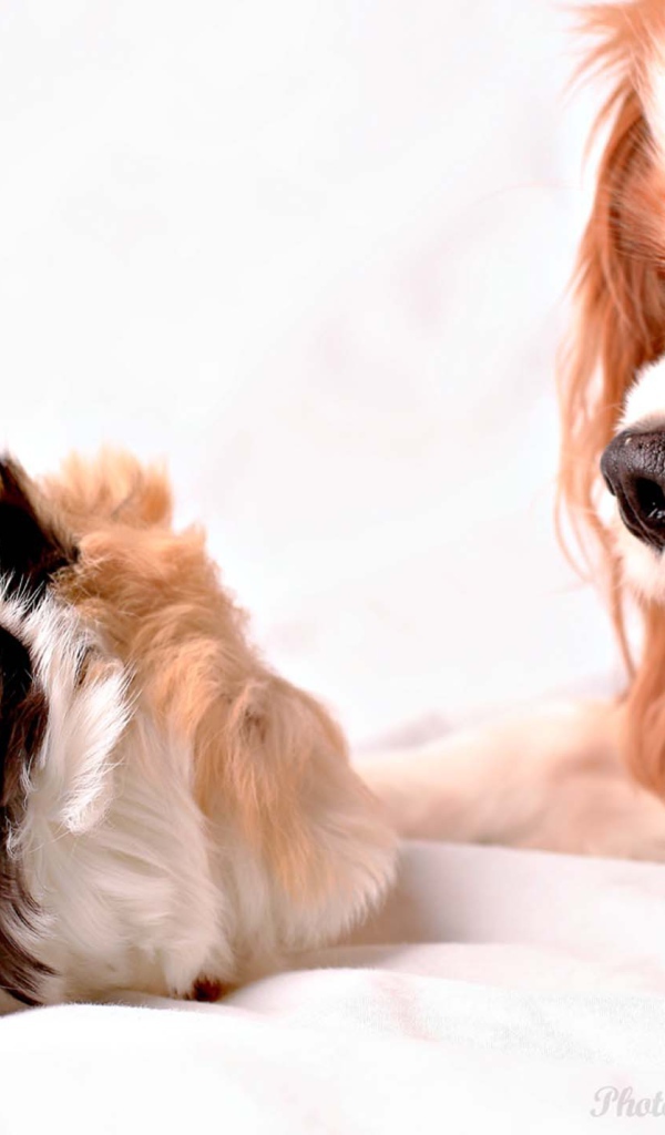 Кавалер кинг чарльз спаниель смотрит на хомячка