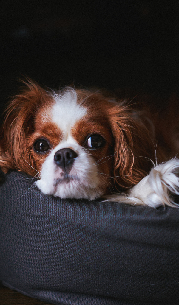 Кавалер кинг чарльз спаниель на пуфике