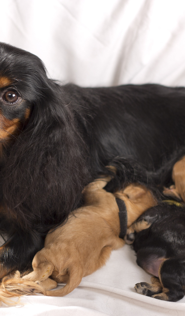 Кавалер кинг чарльз спаниель с щенками