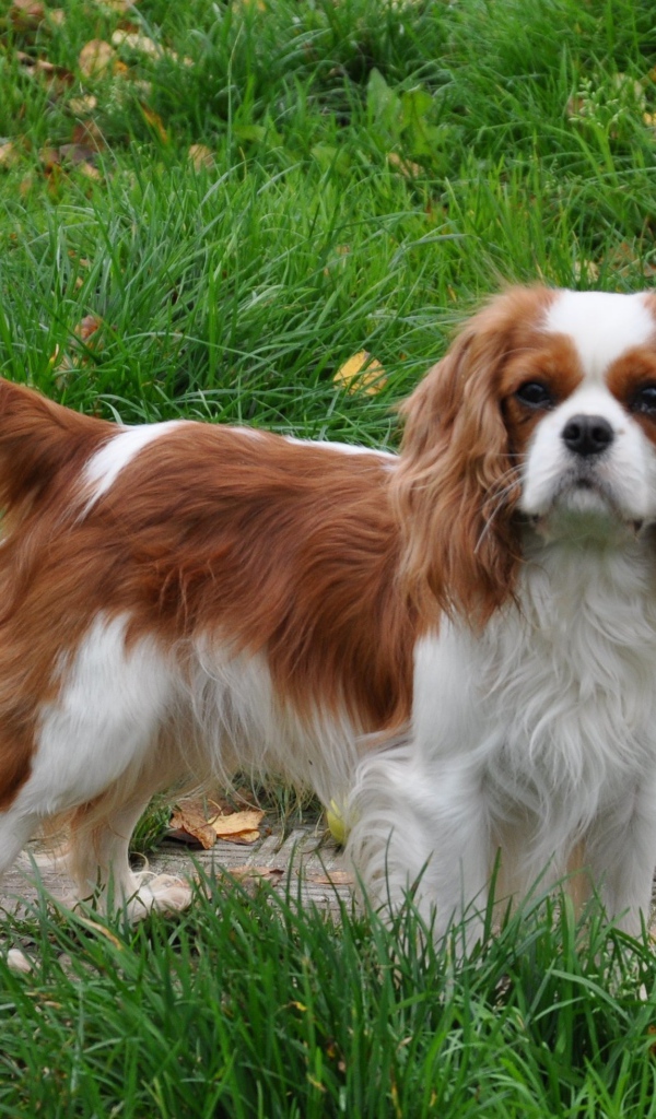 Кавалер кинг чарльз спаниель