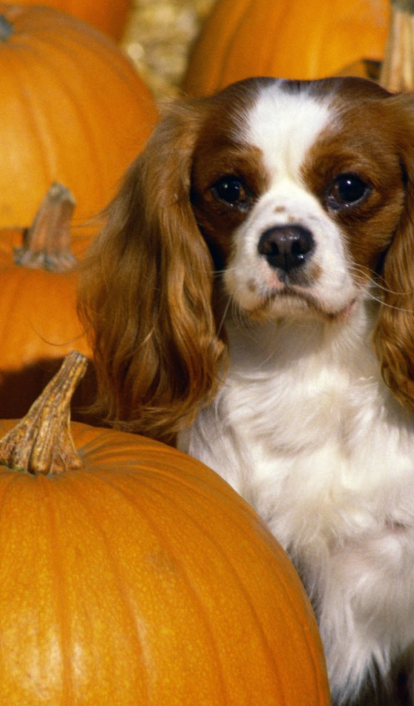 Кавалер Кинг Чарльз спаниель