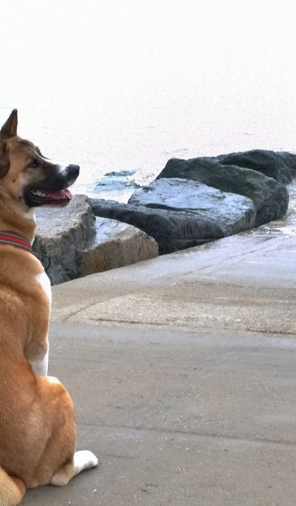 Веселый пес американская акита у воды