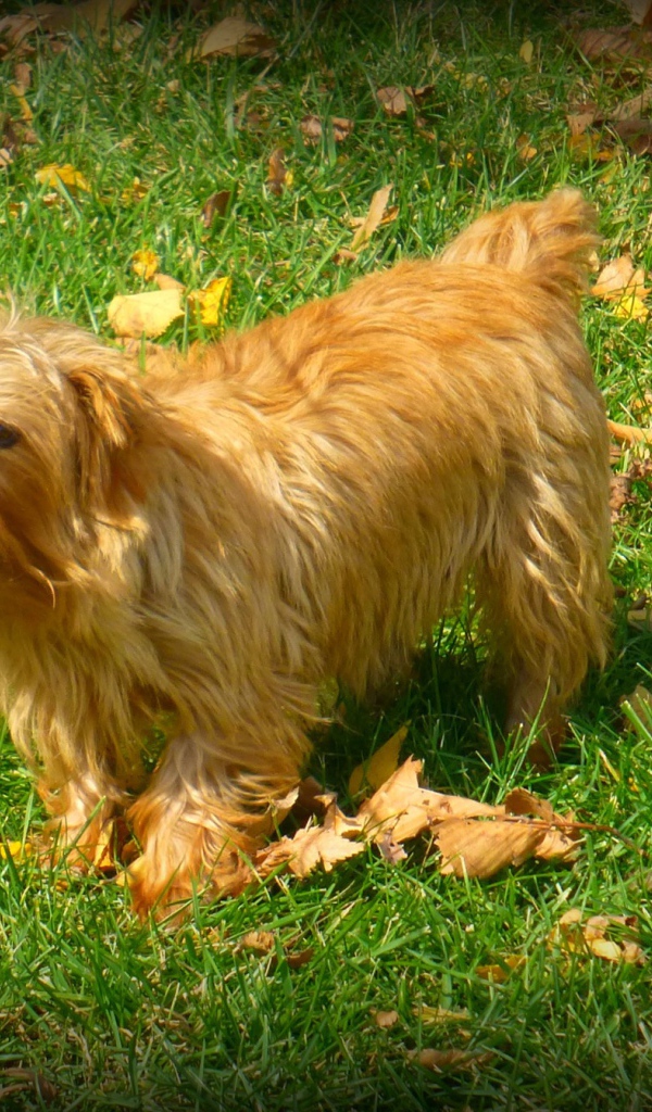 Веселый норфолк терьер