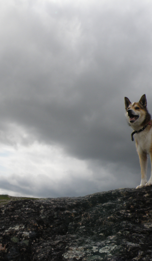 Веселый норвежский лундехунд