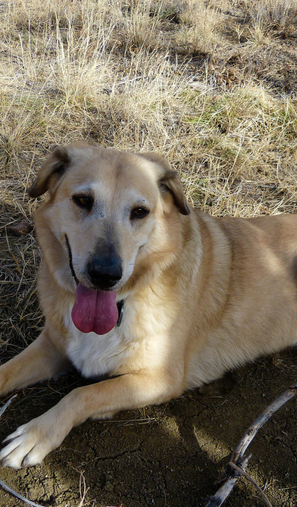 Веселая собака чинук