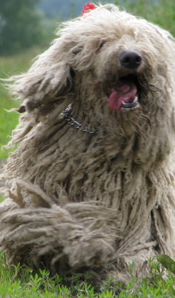 Веселый пес комондор