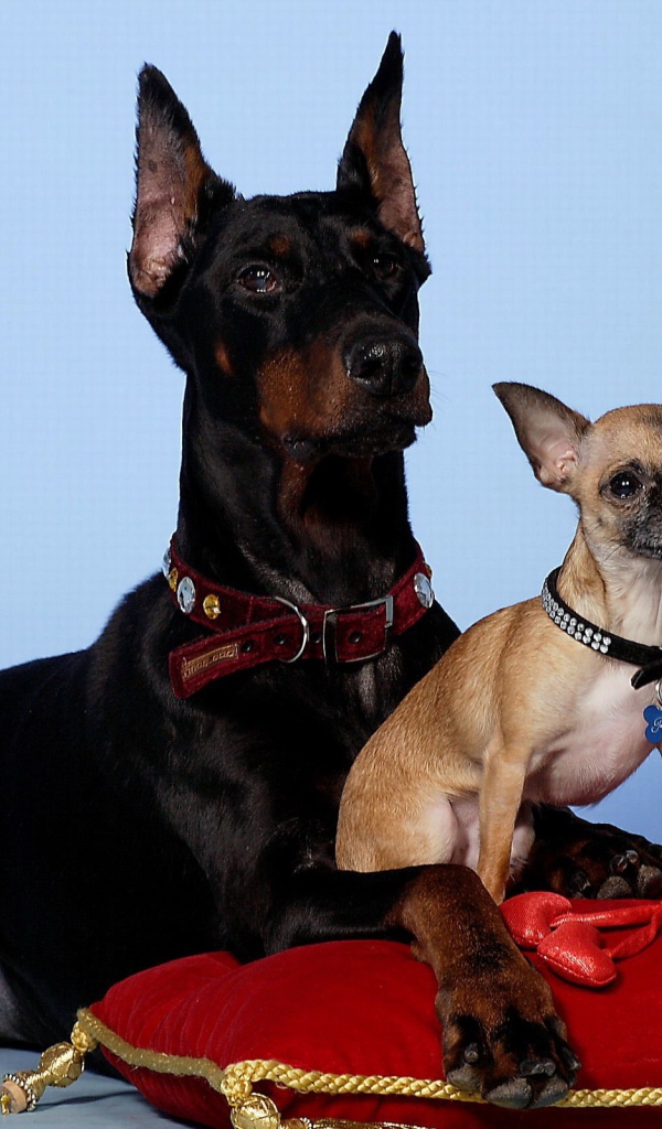 Чихуахуа и доберман