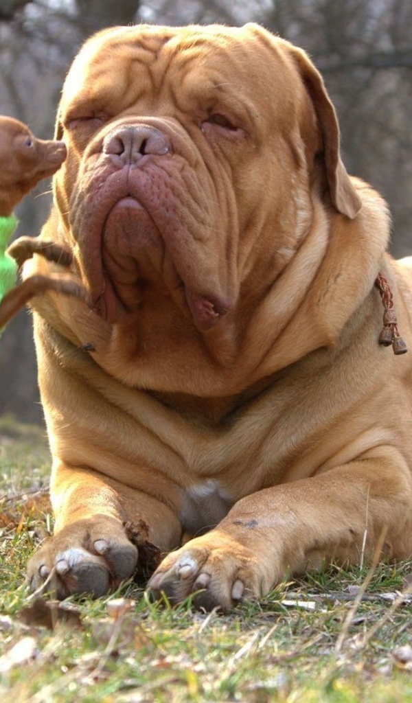 Чихуахуа и бульмастиф