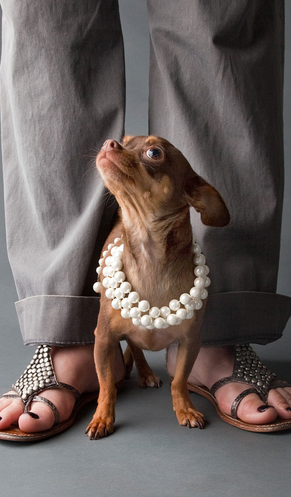 Чихуахуа у ног хозяйки