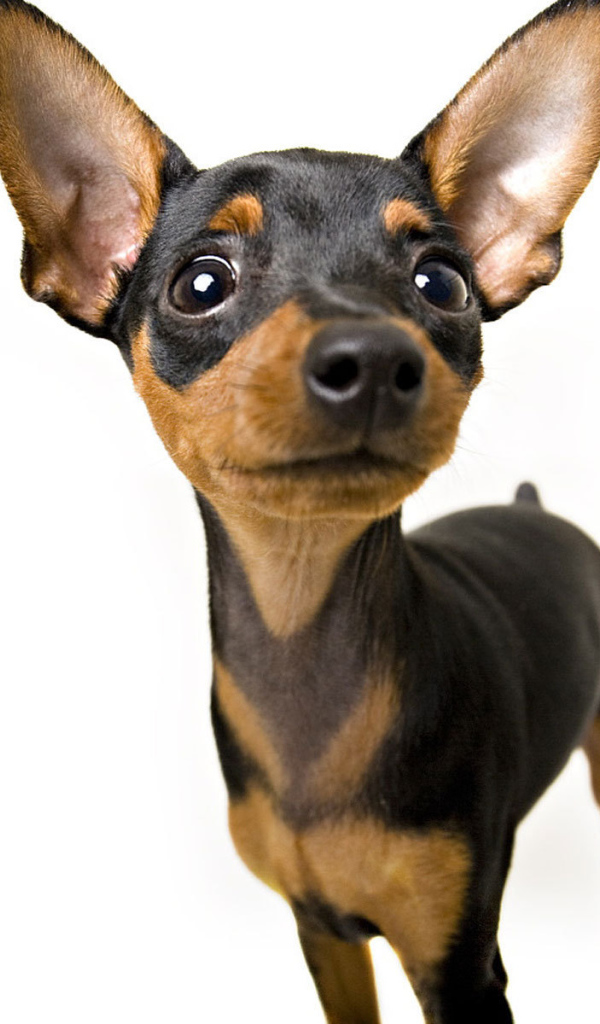 Собака чихуахуа смотрит вверх