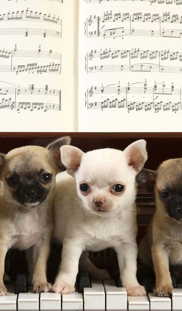 Собаки чихуахуа на пианино