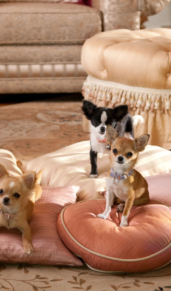 Собаки чихуахуа на подушках