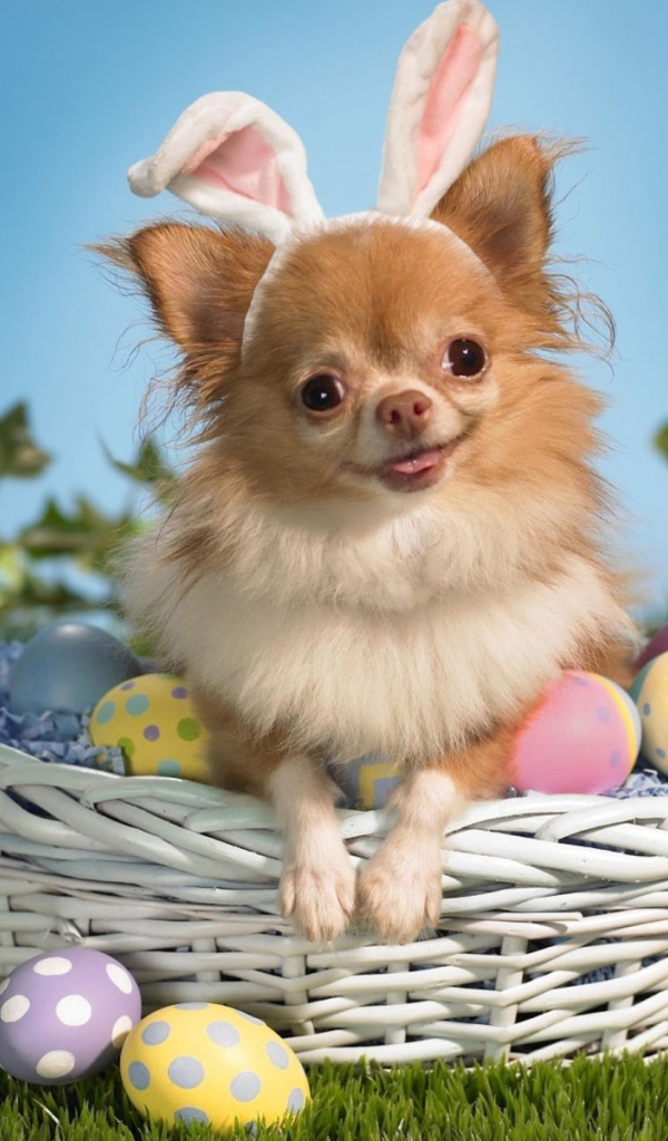 Девочка чихуахуа в корзине