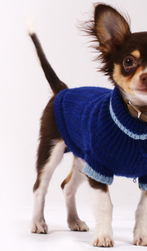 Чихуахуа в синем свитере