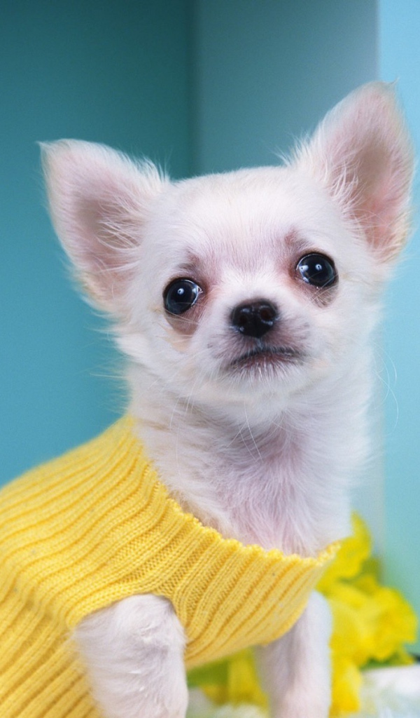 Чихуахуа в желтом свитере