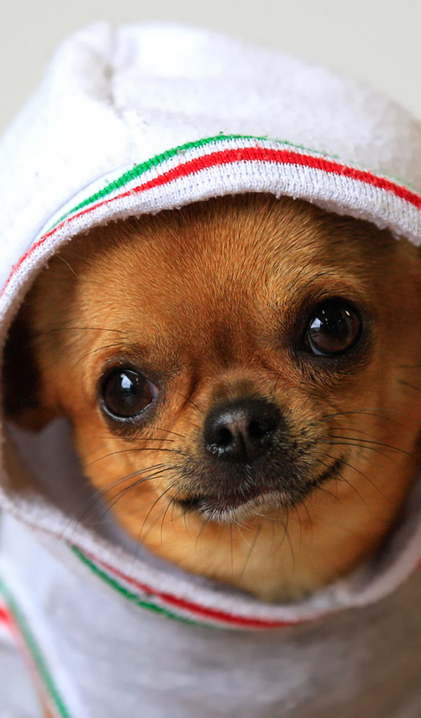 Чихуахуа в комбинезоне