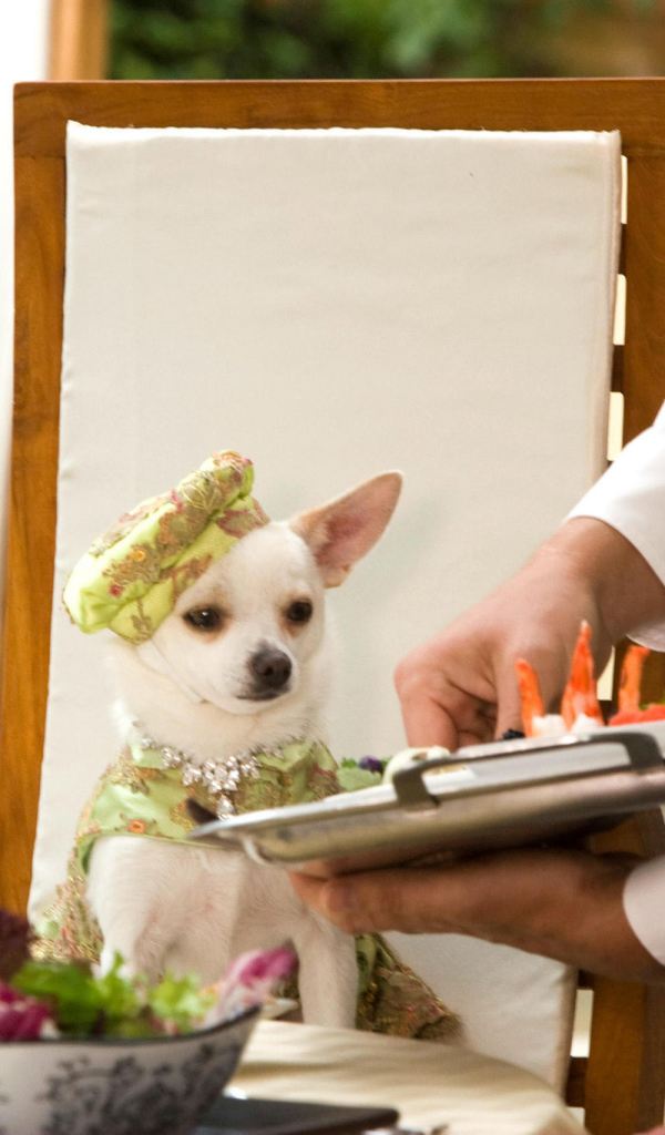 Чихуахуа в ресторане