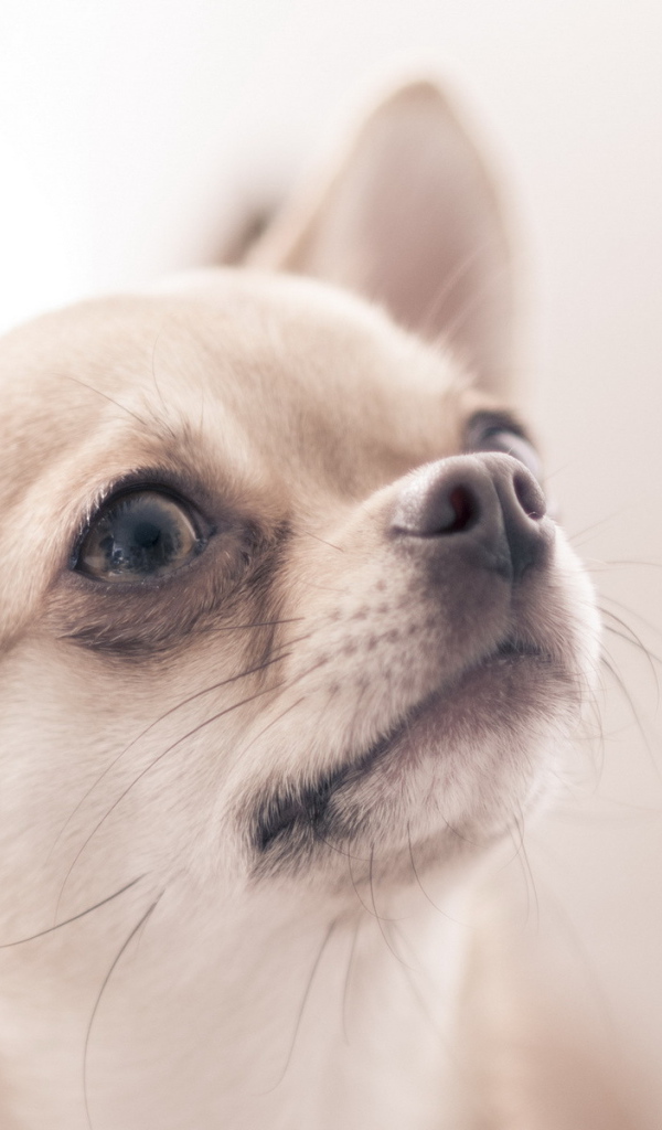 Чихуахуа смотрит вверх