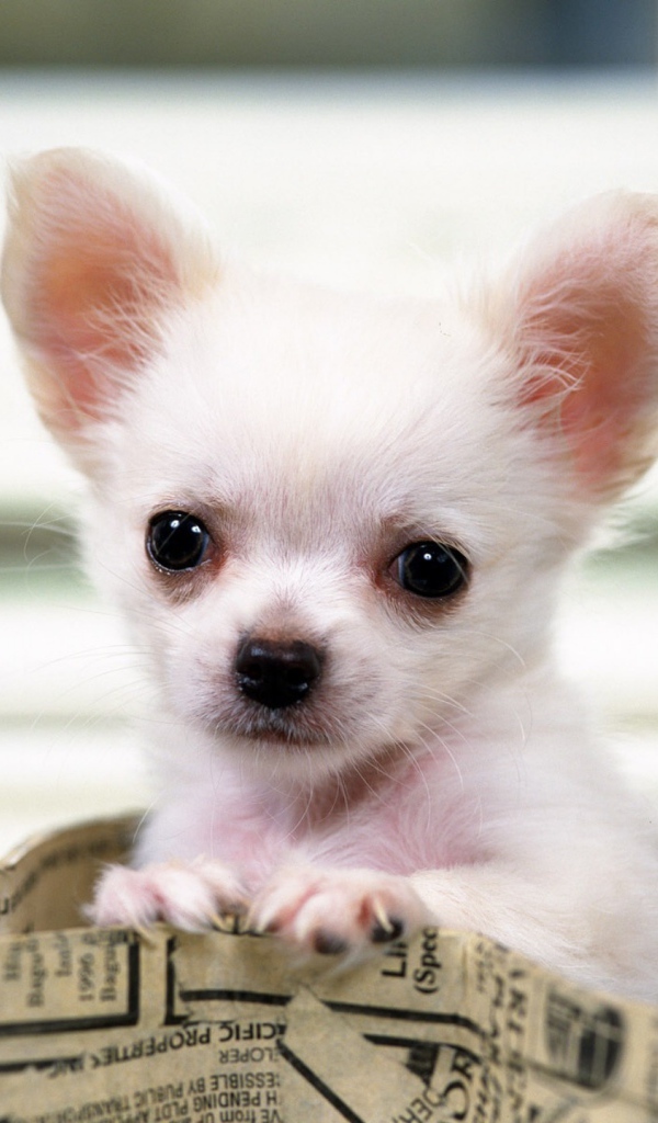 Чихуахуа выглядывает из сумки