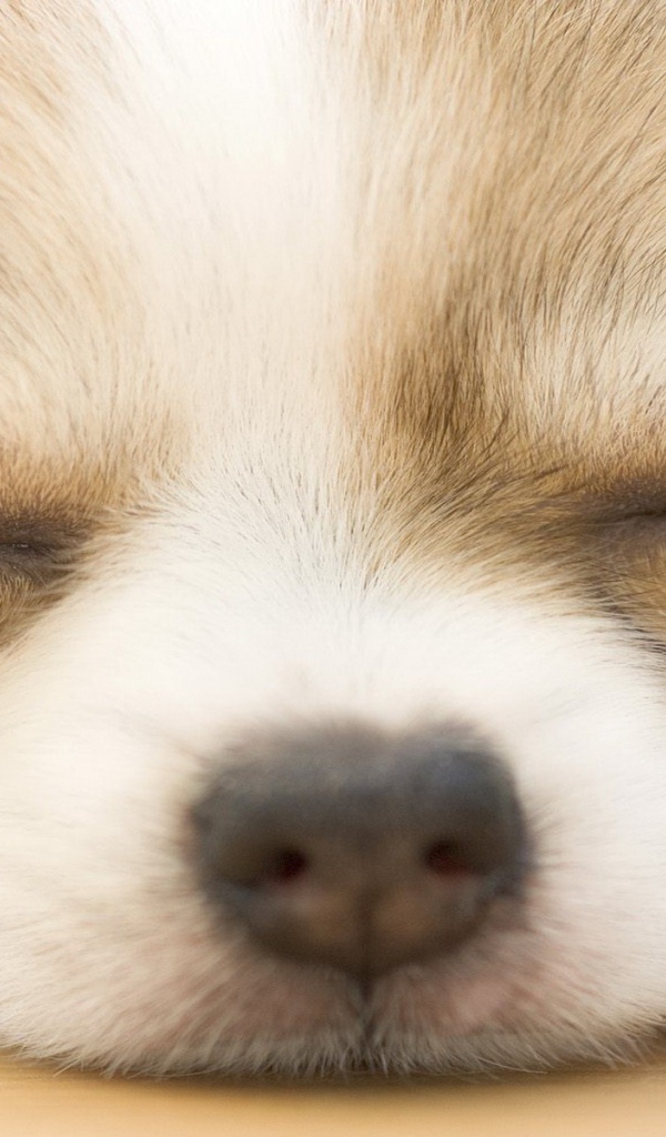 Chihuahua puppy sleeping