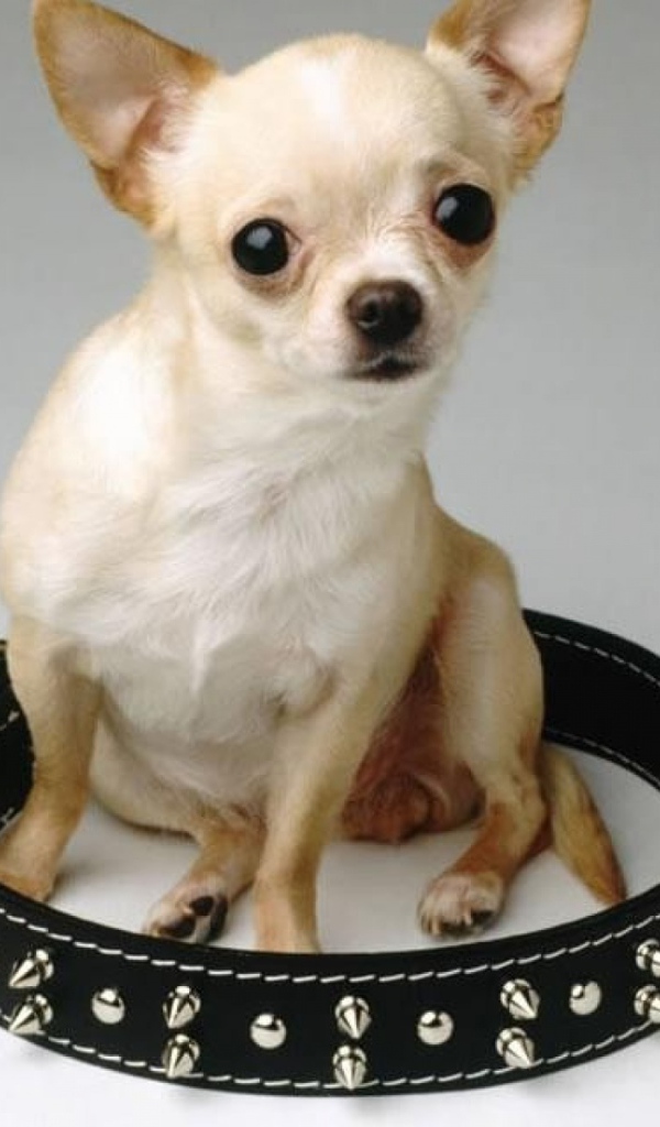 Чихуахуа сидит в ошейнике
