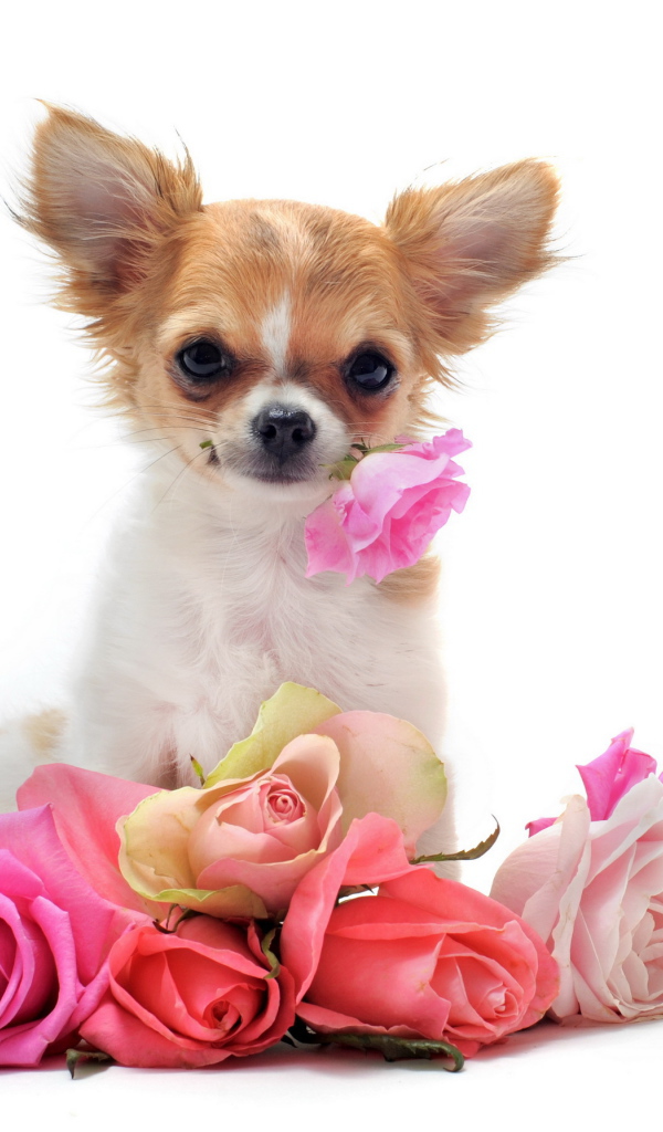 Чихуахуа с букетом роз