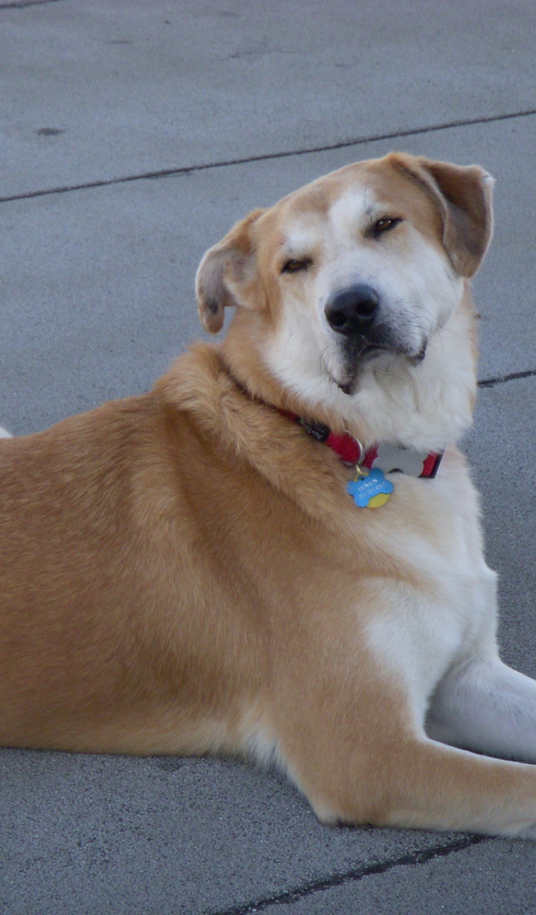 Порода собак чинук