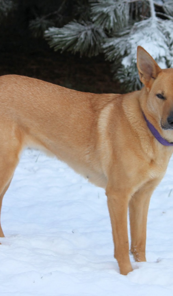 Чинук на снегу