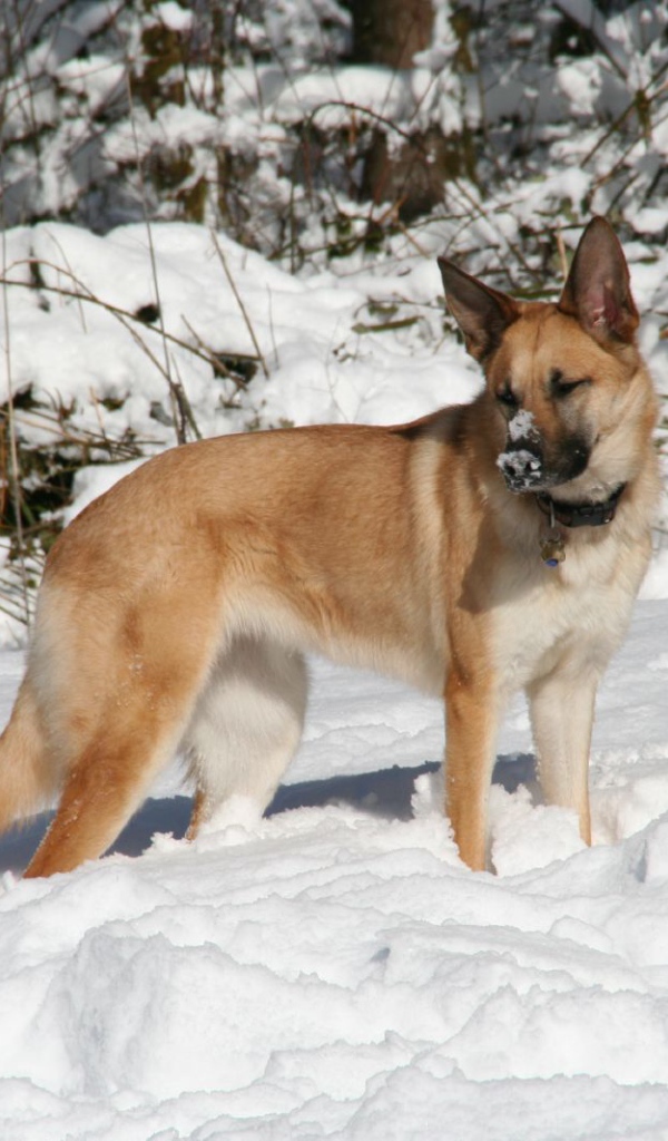 Чинук играет в снегу