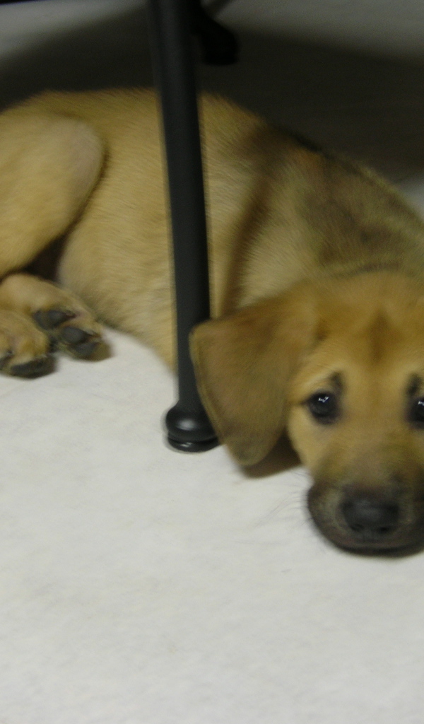 Щенок чинук на полу