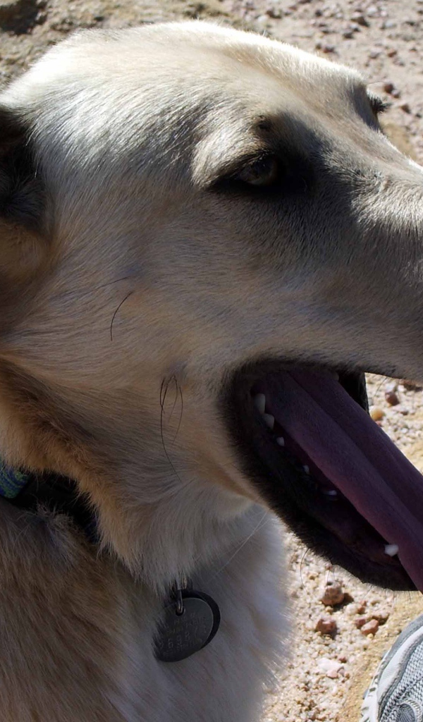 Чинук показал язык