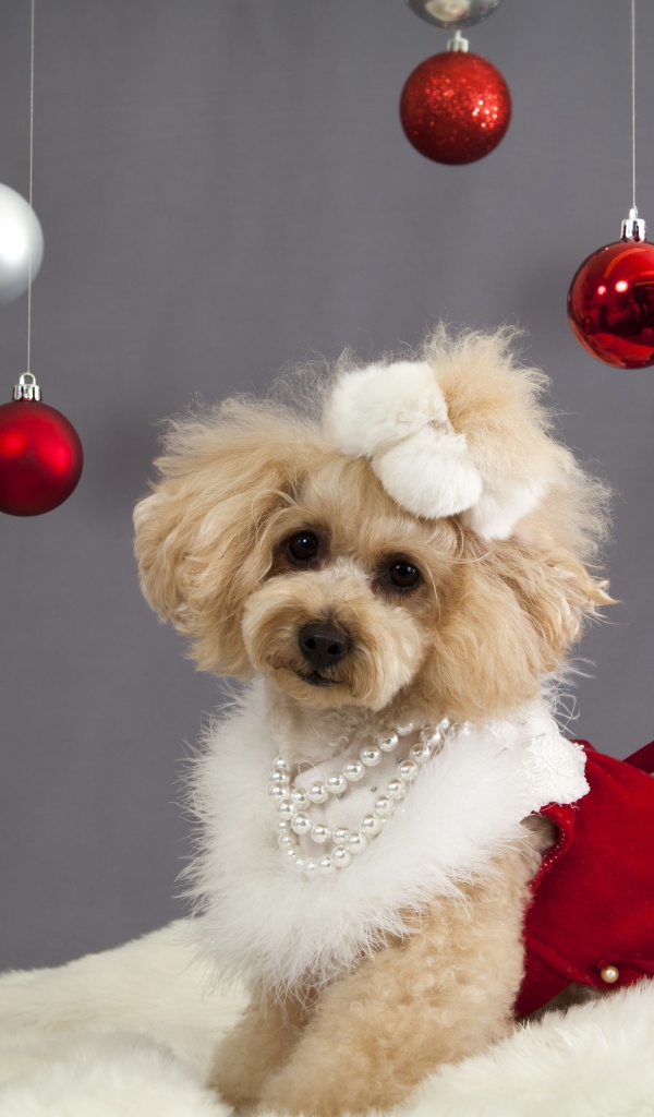 Новогодний пес пудель