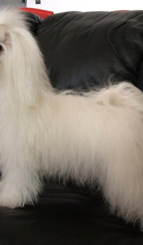 Коротко остриженная болонка