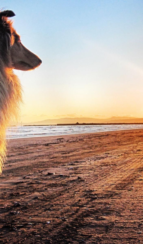 Колли на закате солнца