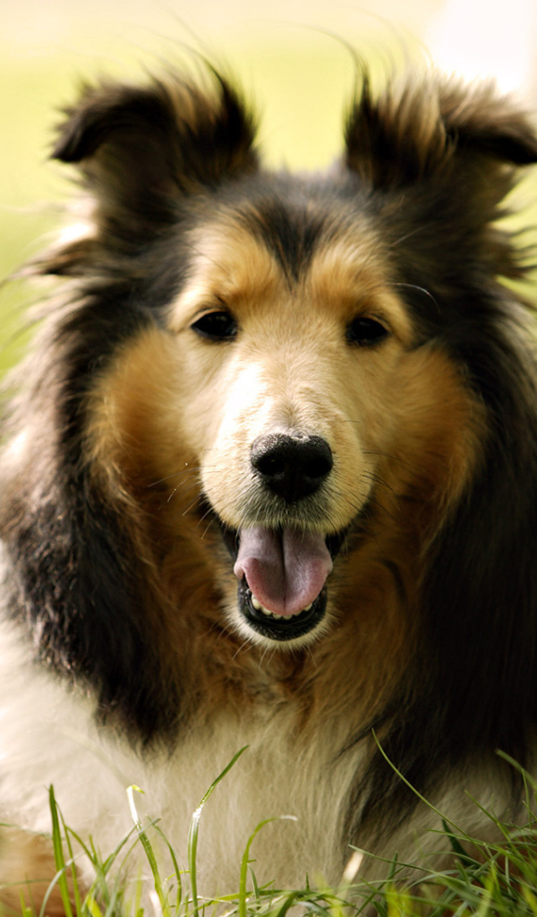 Собака колли на траве