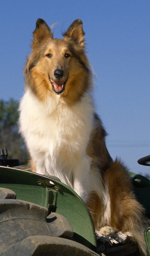 Collie dog on the tractor