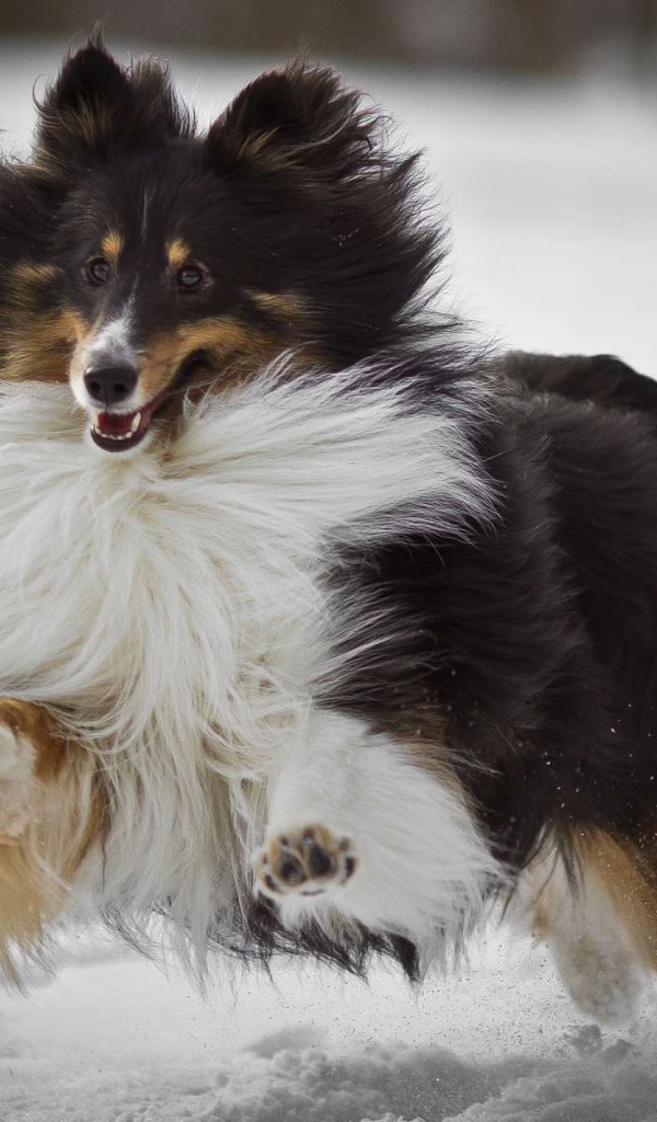 Собака колли бежит по снегу