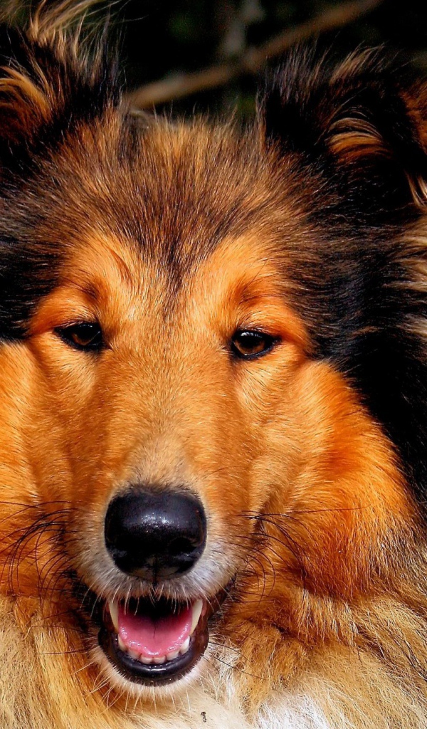 Собака колли улыбается