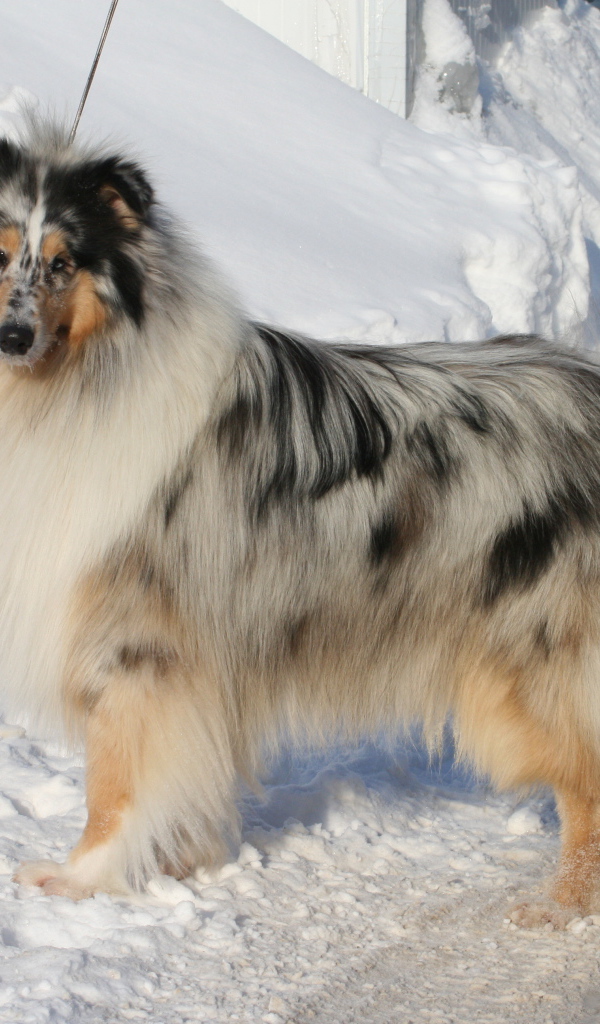 Колли у сугроба снега