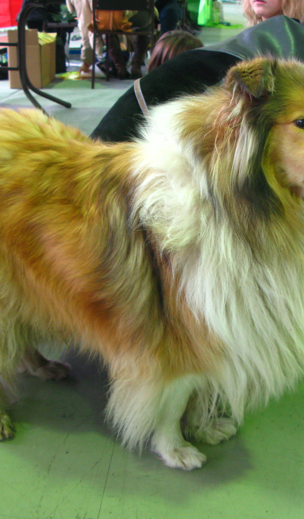 Колли в салоне красоты