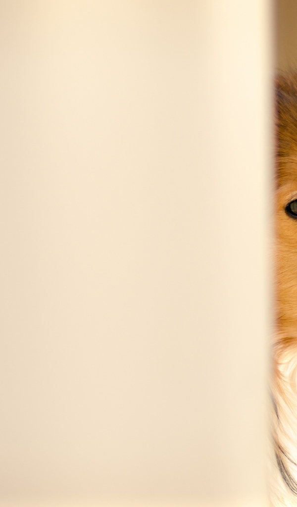 Колли выглядывает из-за стены