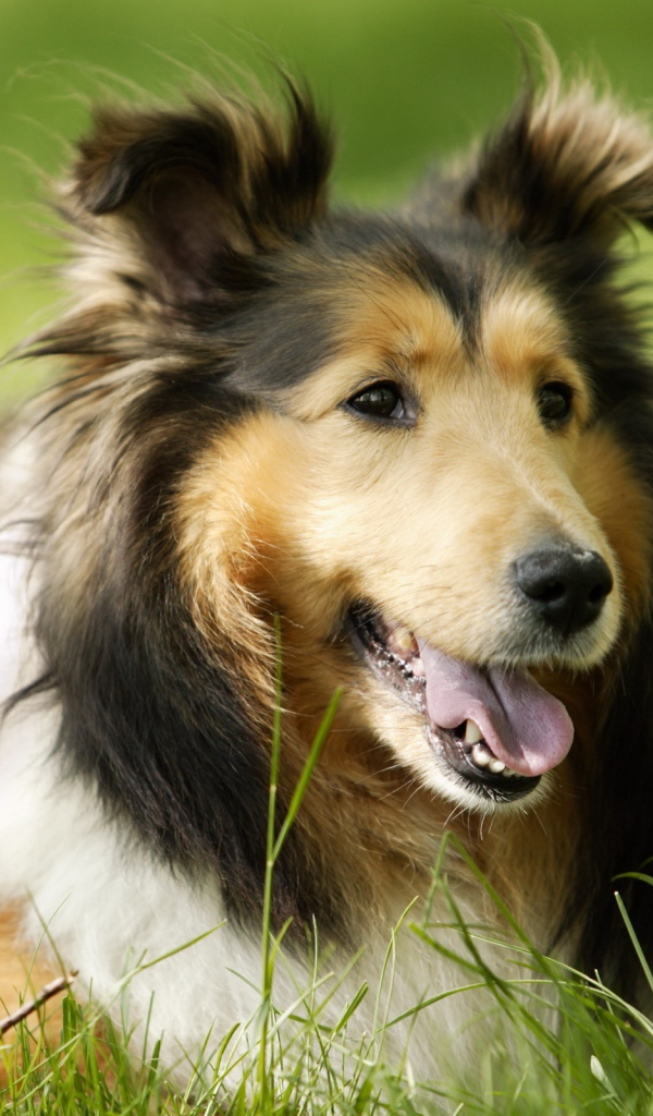 Колли лежит на траве